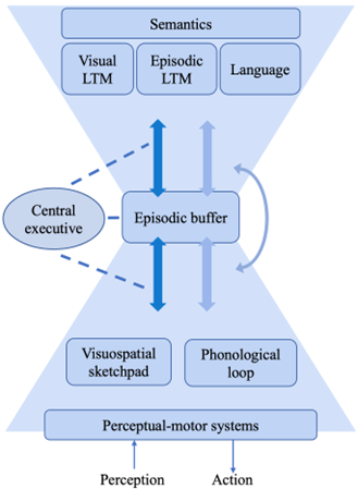 <ul><li><p><strong>Phonological loop:</strong> Verbal info</p></li><li><p><strong>Visuospatial sketchpad:</strong> Visual/spatial info</p></li><li><p><strong>Episodic buffer:</strong> Integrates info from different sources for conscious awareness</p></li></ul><p></p>