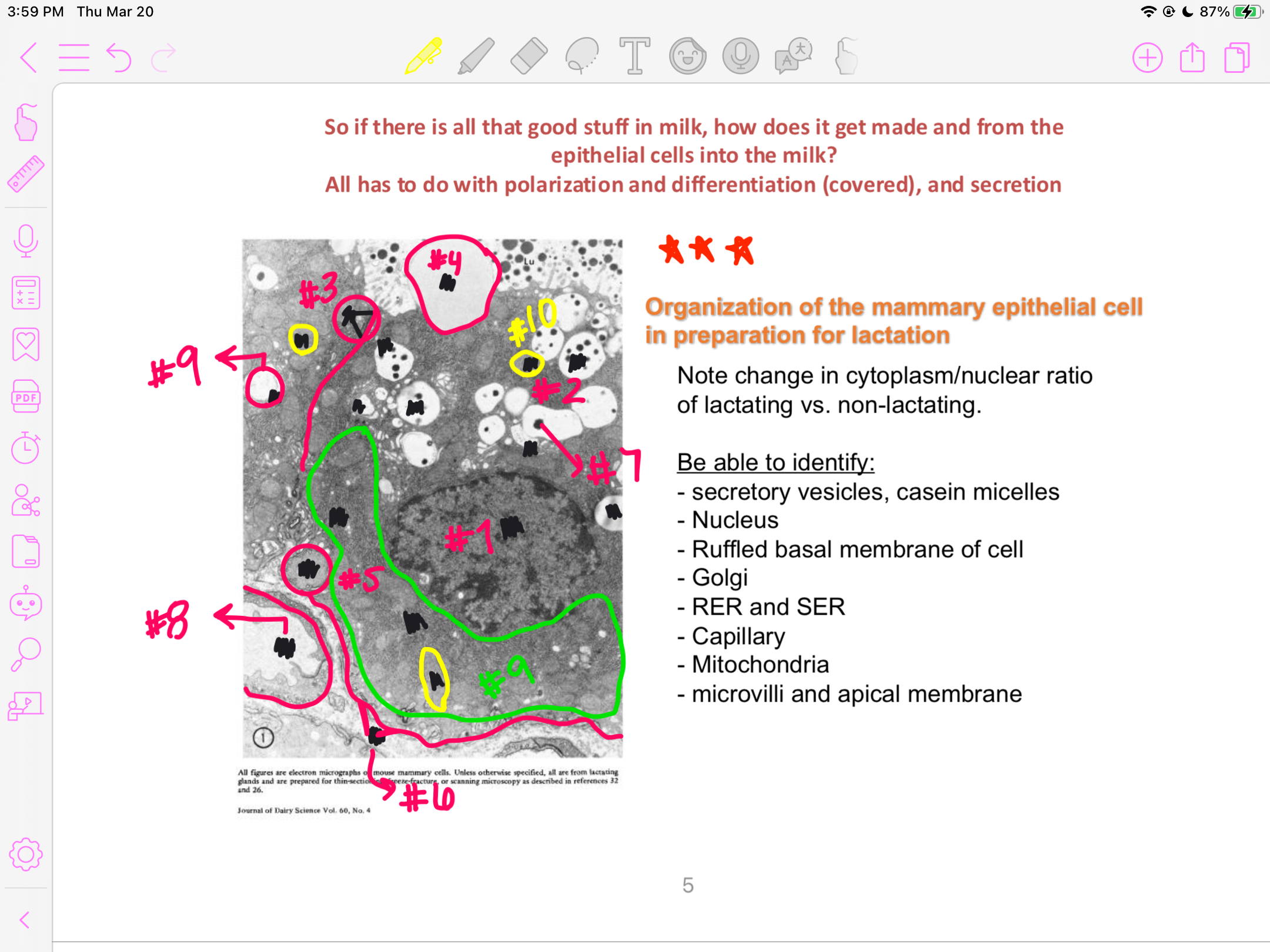 <p>golgi</p>