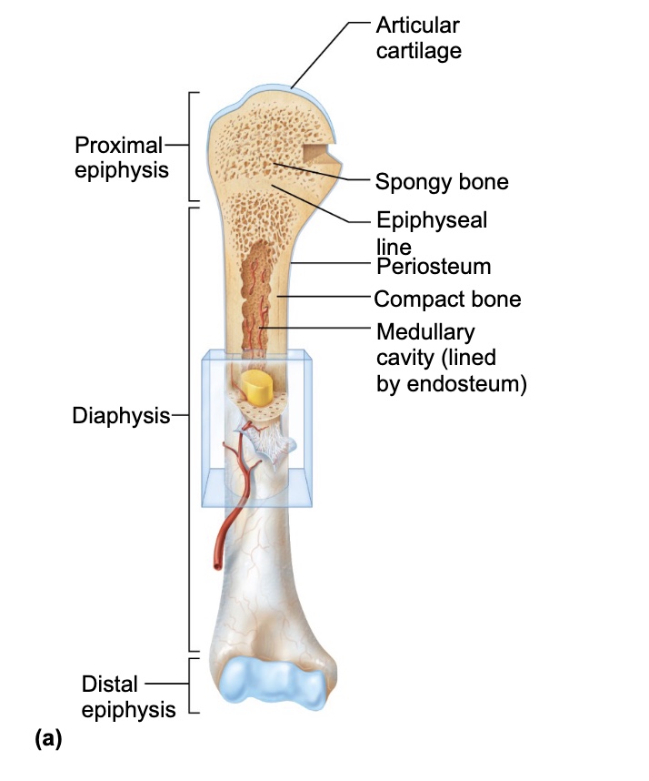 <ul><li><p>the shaft or long axis of the bones</p></li><li><p>its made of bone surrounding a medullary (marrow) cavity</p></li></ul><p></p>