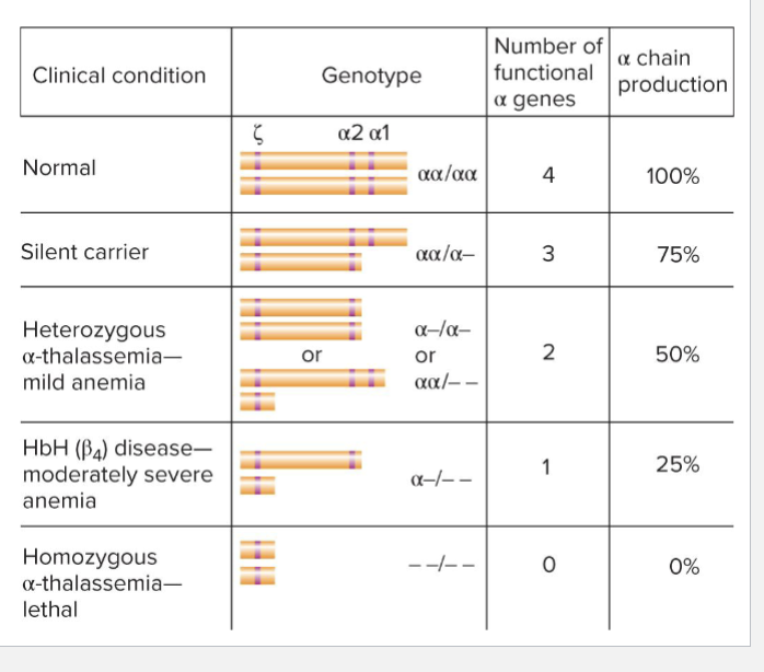 <ul><li><p>Severity of thalassemia correlates with copy number</p></li><li><p>Requires at least 3 copies of alpha-globin to have normal blood</p><ul><li><p>alpha 1 and 2 (a1 and a2) are relatively interchangeable</p></li></ul></li></ul><p></p>