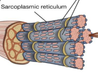 <p>Muscle Fiber</p>