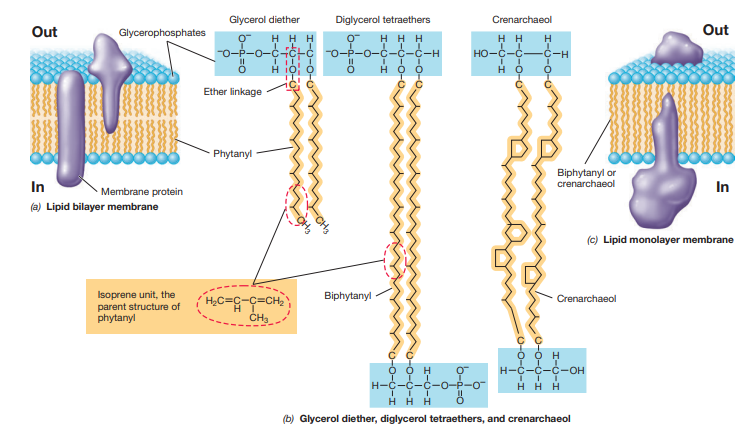 <ul><li><p>When its a monolayer the hydrophobic part is two strands of phytanyl</p></li><li><p>Some Archaea can also have lipid monolayers composed of diphosphoglycerol tetraether lipids or crenarchaeol. </p></li></ul><p></p>