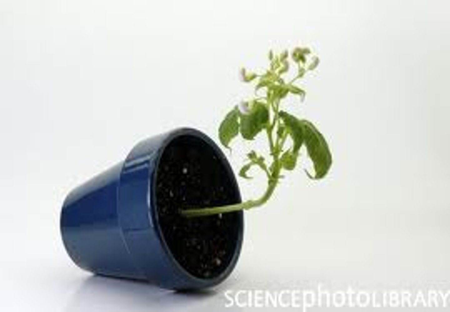 <p>A plant's growth response to the Earth's gravitational field</p>