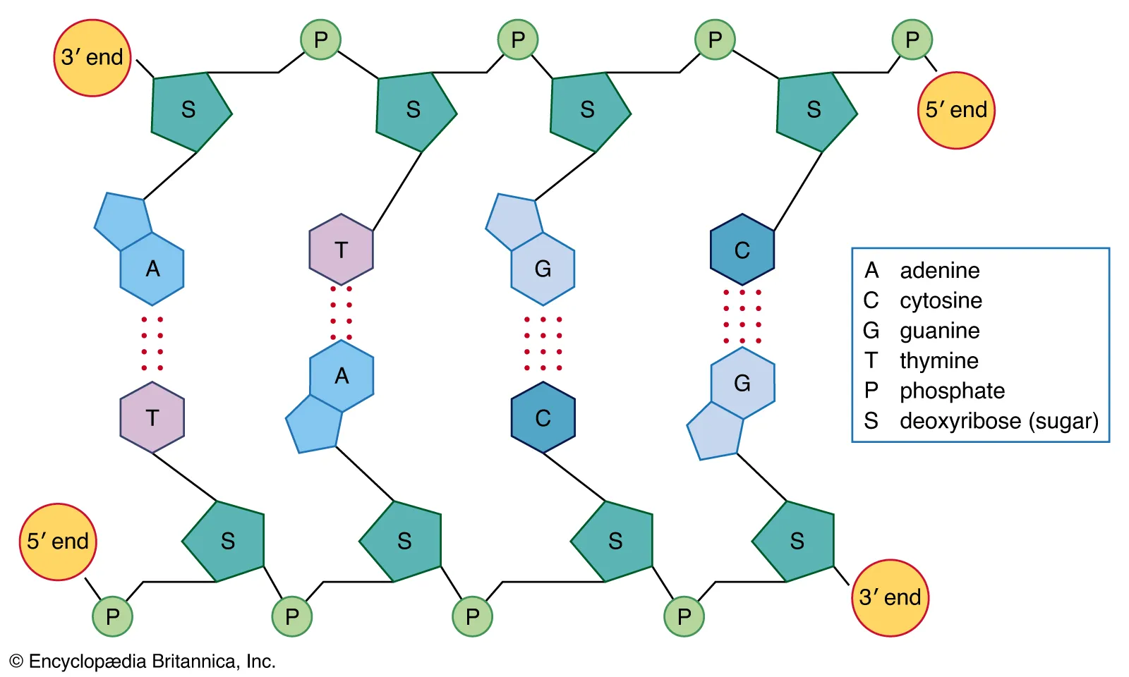 <p>DNA Structure</p>