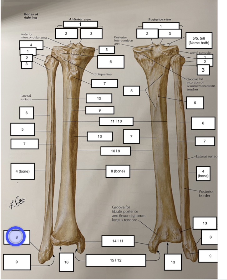 <p>4 (bone)</p>