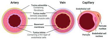 <p>What is the structure difference between veins and arteries</p>