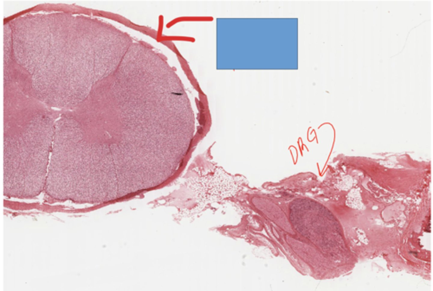 <p>Identify the structure</p>