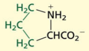 <p>Aliphatic[NONPOLAR]→ neither very hydrophobic or philic</p><p>cyclical</p>