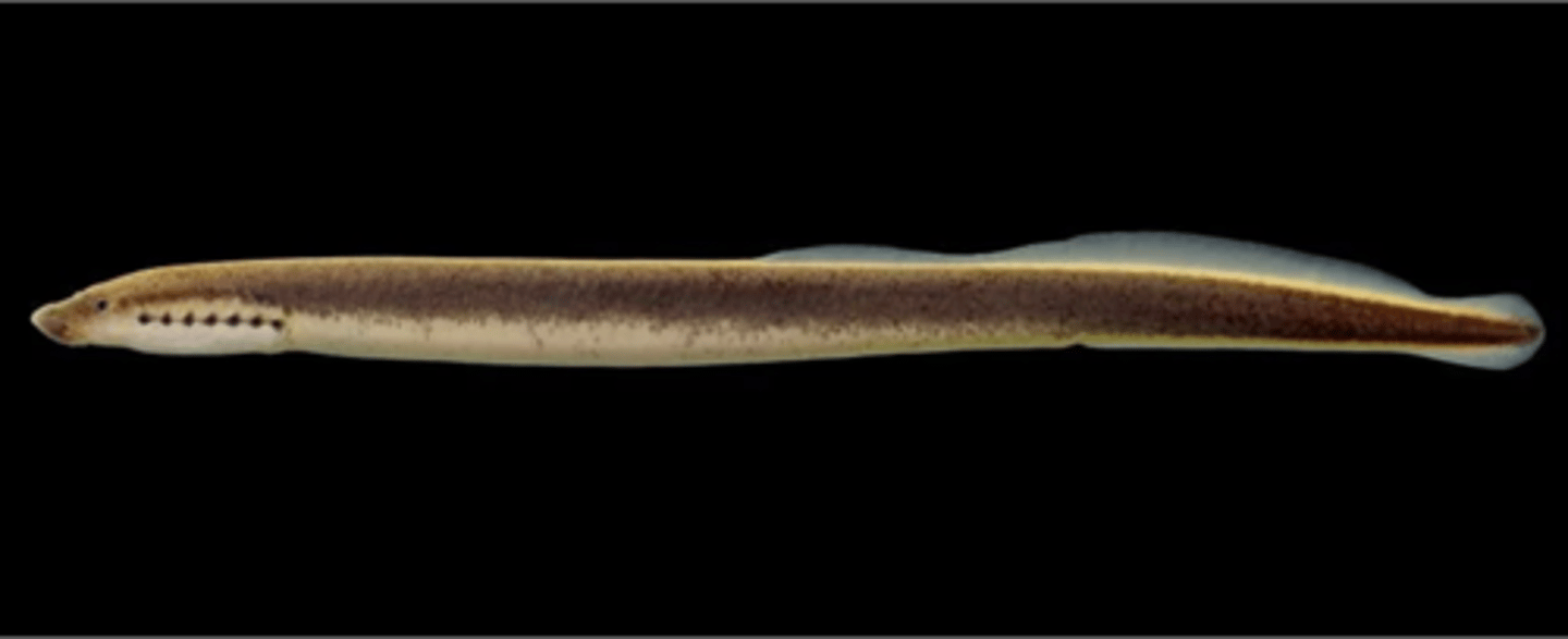 <p>Northern Brook Lamprey</p>