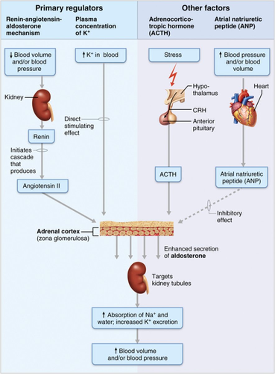 <p>1. Renin-angiotensin-aldosterone mechanism (Decreased blood pressure stimulates special cells in kidneys. These cells release renin into blood. Renin cleaves angiotensinogen, that triggers an enzyme cascade, resulting in conversion to angiotensin I to angiotensin II (Ang-II). Ang-II is a potent stimulator of aldosterone release)</p><p>2. Plasma concentration of K+ (Increased K+ directly influences zona glomerulosa cells to release aldosterone)</p><p>3. ACTH (Can cause small increases of aldosterone during periods of increased stress)</p><p>4. Atrial natriuretic peptide (Secreted by heart in response to high blood pressure. Blocks renin and aldosterone secretion to decrease blood pressure)</p>