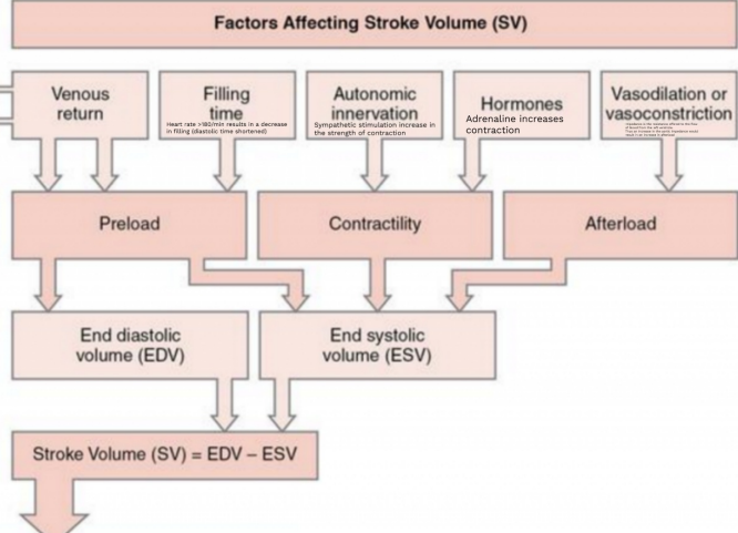 <ul><li><p>Venous return</p></li><li><p>Filling time</p></li><li><p>Autonomic innervation</p></li><li><p>Hormones</p></li><li><p>Vasodilation/Vasoconstriction</p></li><li><p>Preload</p></li><li><p>Contractility </p></li><li><p>Afterload </p></li><li><p>End diastolic volume (EDV)</p></li><li><p>End systolic volume (ESV)</p></li></ul><p></p>