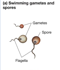 <ul><li><p>Species w/ swimming gametes/spores</p></li><li><p><span style="line-height: 20.925px;"><span>In water/wet species, the gametes or spores produced during sexual reproduction have flagella&nbsp;</span></span></p></li></ul><ul><li><p class="Paragraph SCXW55158848 BCX8" style="text-align: left;"><span style="line-height: 20.925px;"><span>These are the only motile cells known in fungi&nbsp;</span></span></p></li></ul><p></p>