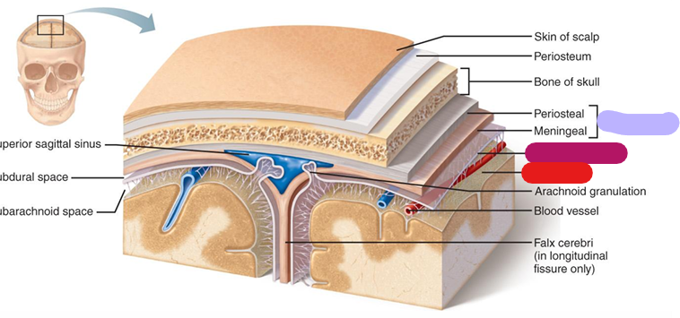 <p>Arteries are associated with this layer; red</p>