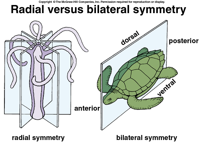 <ul><li><p>Animals that can be classified into two forms based on symmetry: radial and bilateral.</p></li><li><p>Example: Humans have bilateral symmetry</p></li></ul><p></p>