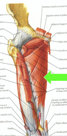 O - Pubic bone, ischium, ischial tuberosity

I - Linea aspera and adductor tubercle

A - ADDuction

N - Obturator n.