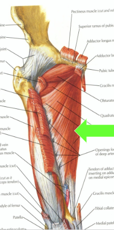 <p>O - Pubic bone, ischium, ischial tuberosity</p><p>I - Linea aspera and adductor tubercle</p><p>A - ADDuction</p><p>N - Obturator n.</p>