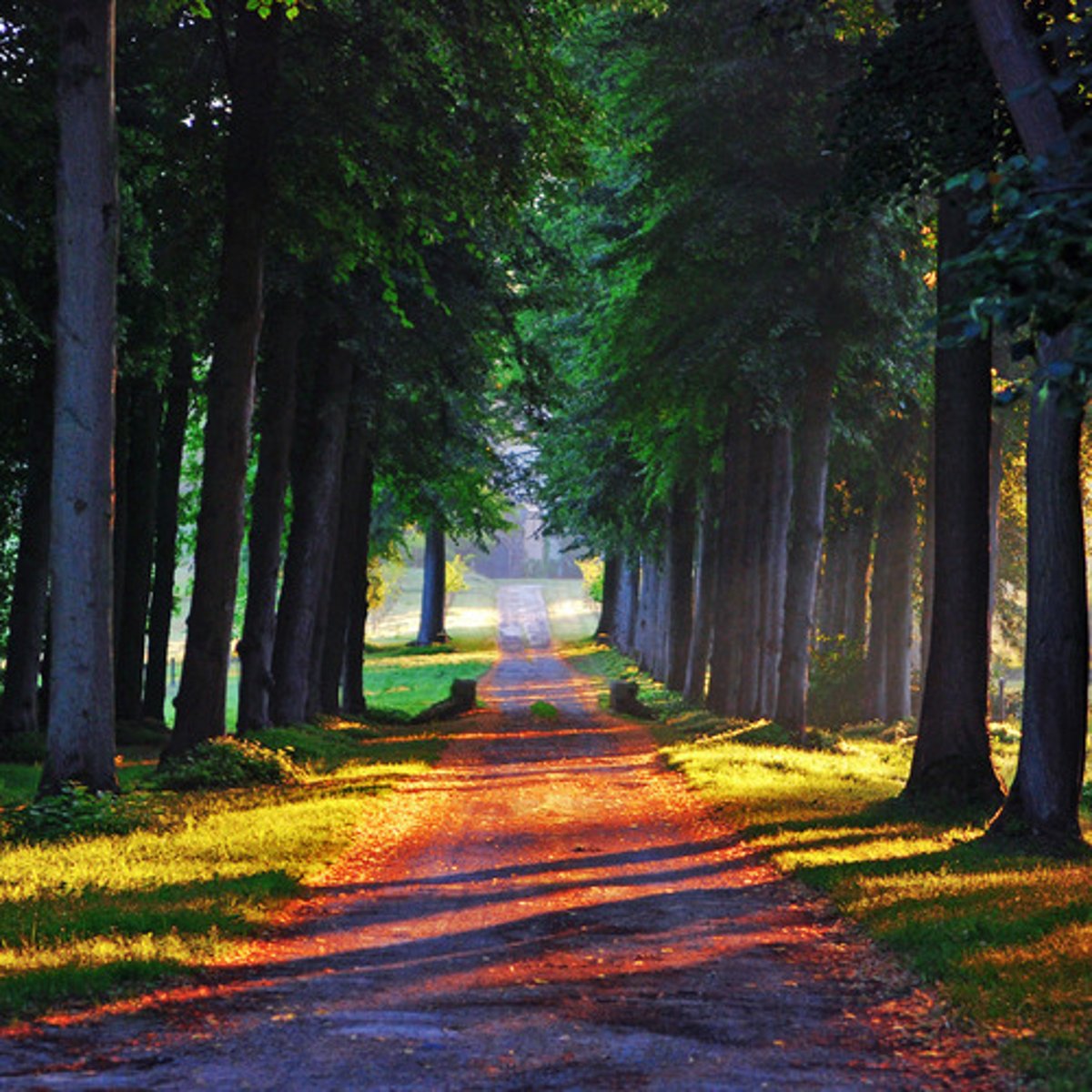 <p>pathway lined with trees</p>