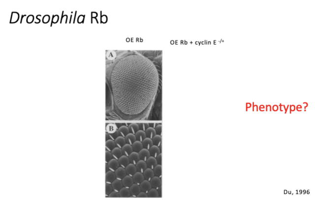 <p>conditional KO - cre lox</p><p></p><p>overexpress E2F = ↑ cell cycle = rough eye</p><p>overexpress Rb = gets better</p>