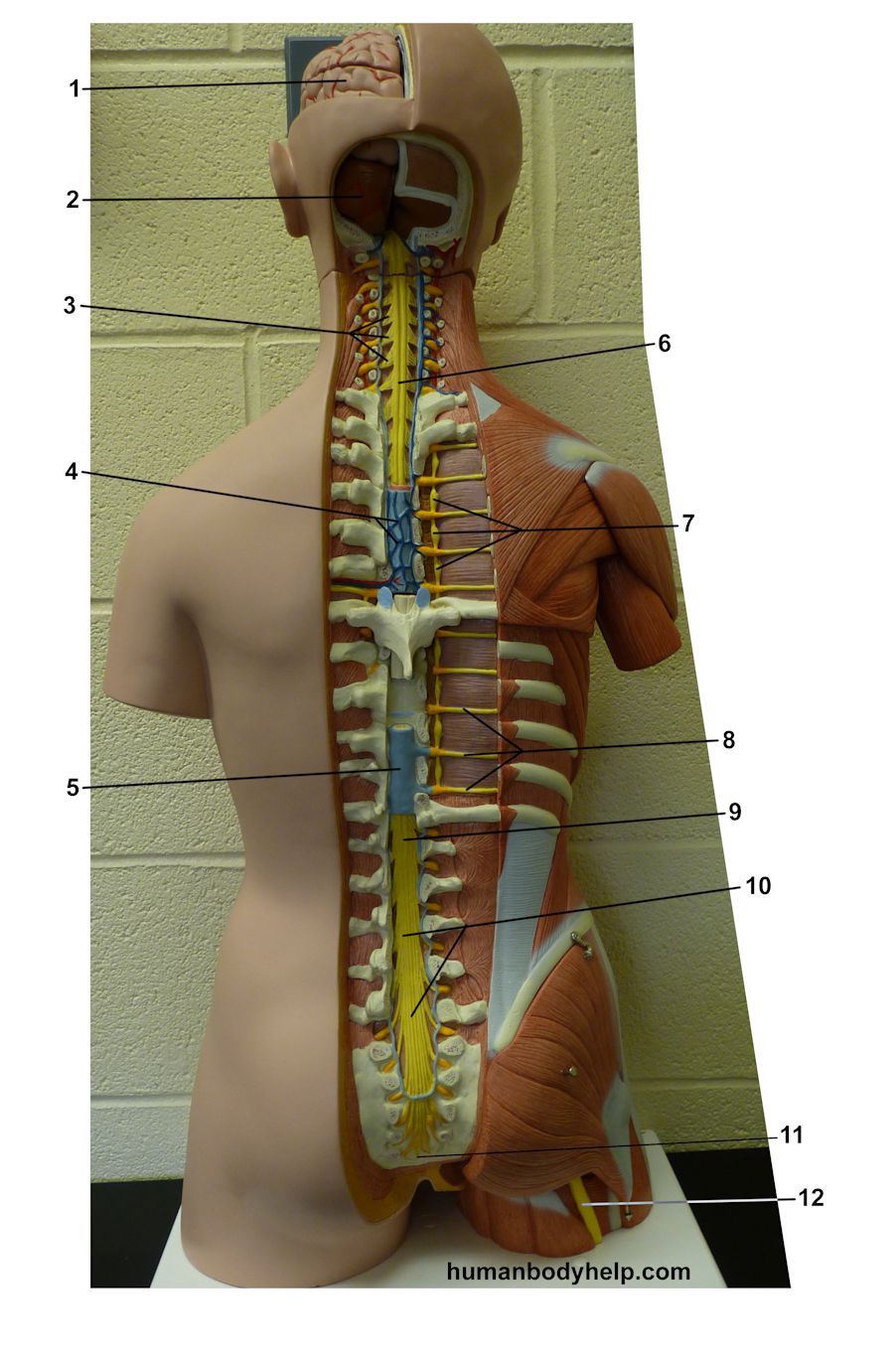 <p>What nerve is labeled by #8? </p>