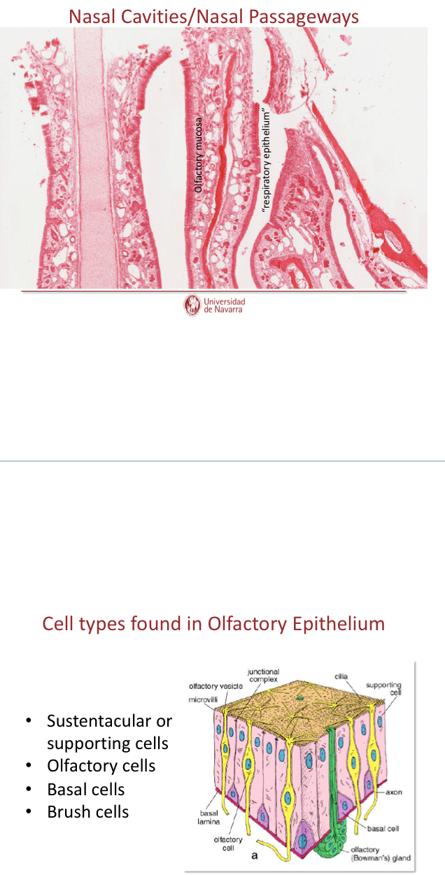 <ul><li><p>LACKS GOBLET CELLS</p></li><li><p>Many nerve fibers branched from olfactory nerve</p></li><li><p>SPecialized olfactory glands (Bowman’s glands)</p></li><li><p>Watery secretions</p></li></ul><p></p>