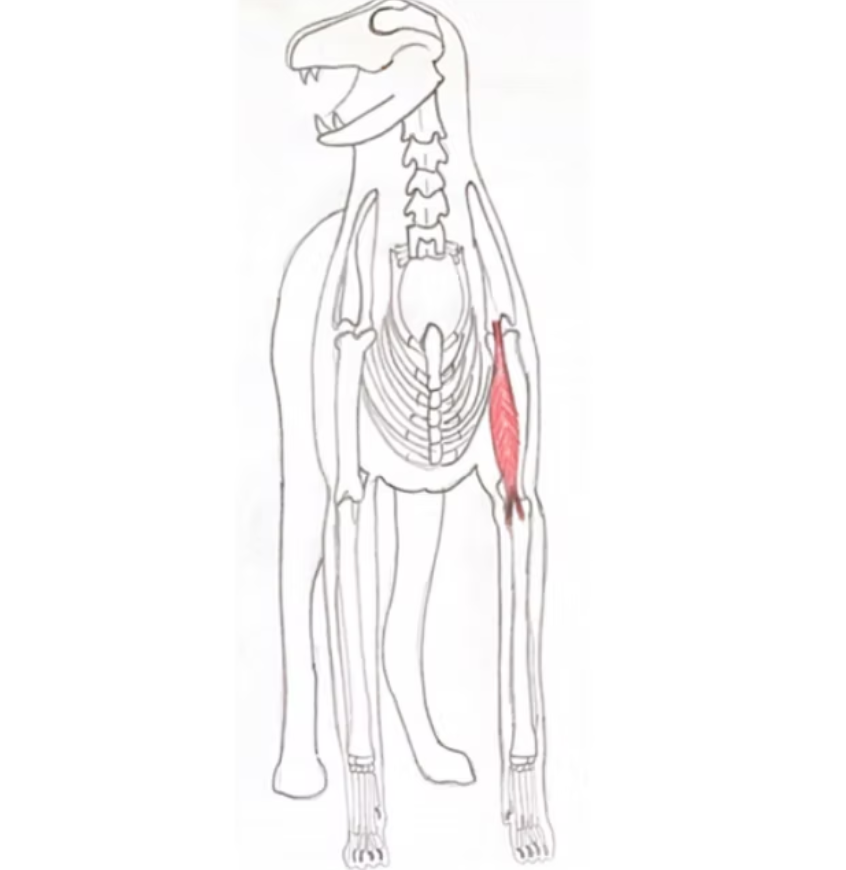 <p>Located in the proximal forelimb. Muscle is biarticular (crosses two joints) shoulder and elbow. It has a double pennate fiber structure. Originates at supraglenoid tubercle and inserts (ends) at two points - the radial tubercle and the ulna tuberosity. Stabilizes the shoulder joint at the cranial border. Causes shoulder to extend and elbow to flex. </p>