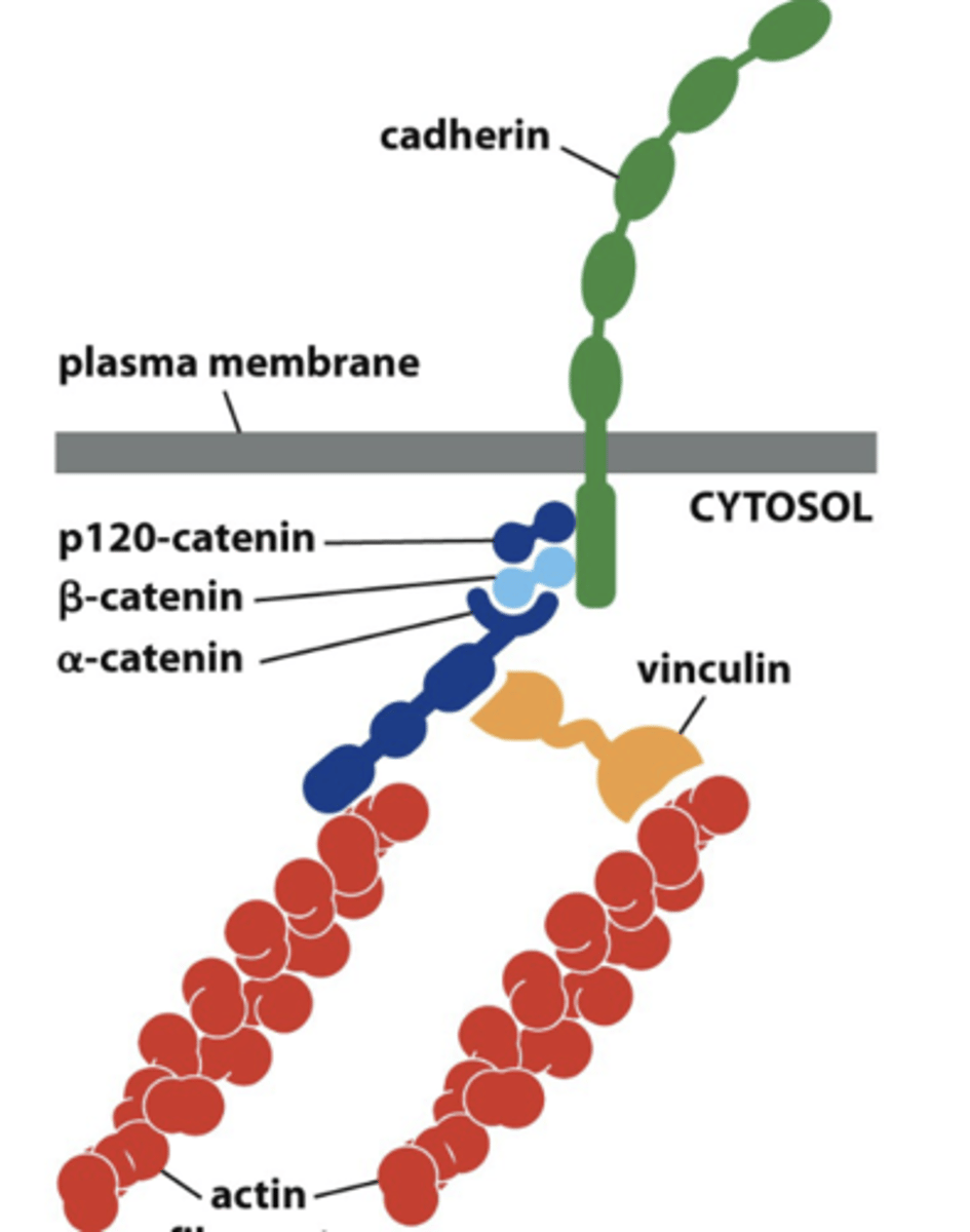 <p>arrhythmogenesis</p>