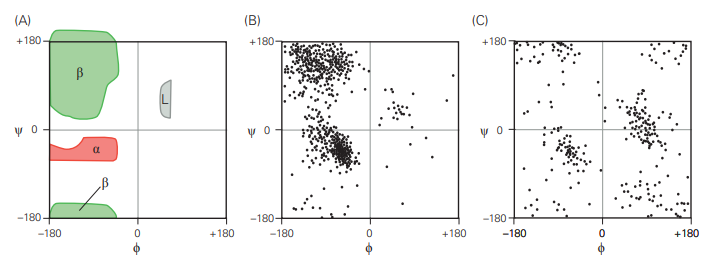 <ul><li><p>The simplest Ramachandran diagram shows which conformations are prevented due to interatomic collisions</p></li><li><p>The repulsive energy of such collisions is so high that it dominates the forbidden regions of the diagram</p></li><li><p>Taking the other forces into account modulates the favorability of some regions of the Ramachandran diagram, but the overall forbidden and allowed zones are not changed.</p></li></ul>