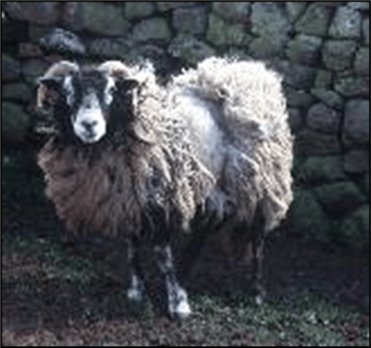 <p>-Disease of sheep and goats</p><p>-Characterised by ataxia, tremors, rubbing/scratching, loss of condition and death in 1-3 months</p><p>-Endemic in UK</p><p>-Incubation of 2-5 years</p><p>-Transmission by several routes</p><p>-Progression to disease is under strong genetic control</p><p>-Occurs as different strains</p>