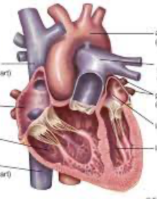 <p>Component tissues:</p><ul><li><p>All 4</p></li></ul><p>Function:</p><ul><li><p>Supplies blood to all parts of the body. </p></li><li><p>300 g. size of a fist.</p></li><li><p><strong>Deoxygenated blood: </strong>flows from the body to the right side of the heart where it gets pumped to the lungs to be oxygenated. </p></li><li><p><strong>Oxygenated blood:</strong> flows back to the left side of the heart which then pumps it out to the rest of the body. </p></li></ul><p></p>