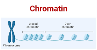 <p>The complex of DNA and proteins that makes up eukaryotic chromosomes. When the cell is not dividing, the chromatin exists in its dispersed form, as a mass of very long, thin fibers that are not visible with a light microscope. </p>