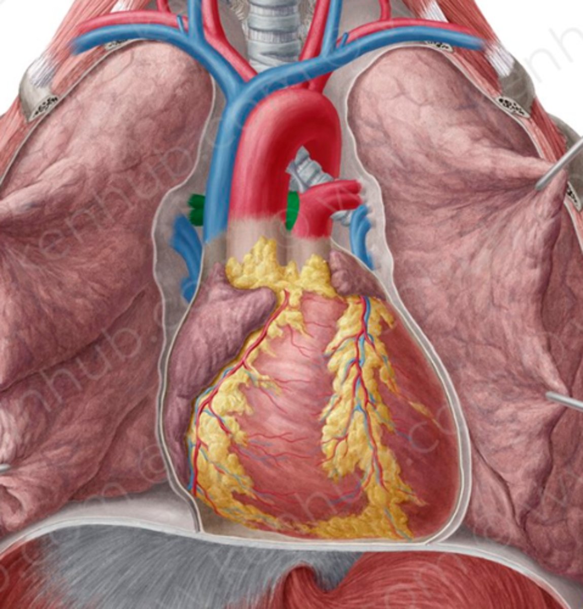 <p>rechter longslagader; oorsprong: truncus pulmonalis</p><p>functie: rechterlong voorzien van zuurstofarm bloed</p>