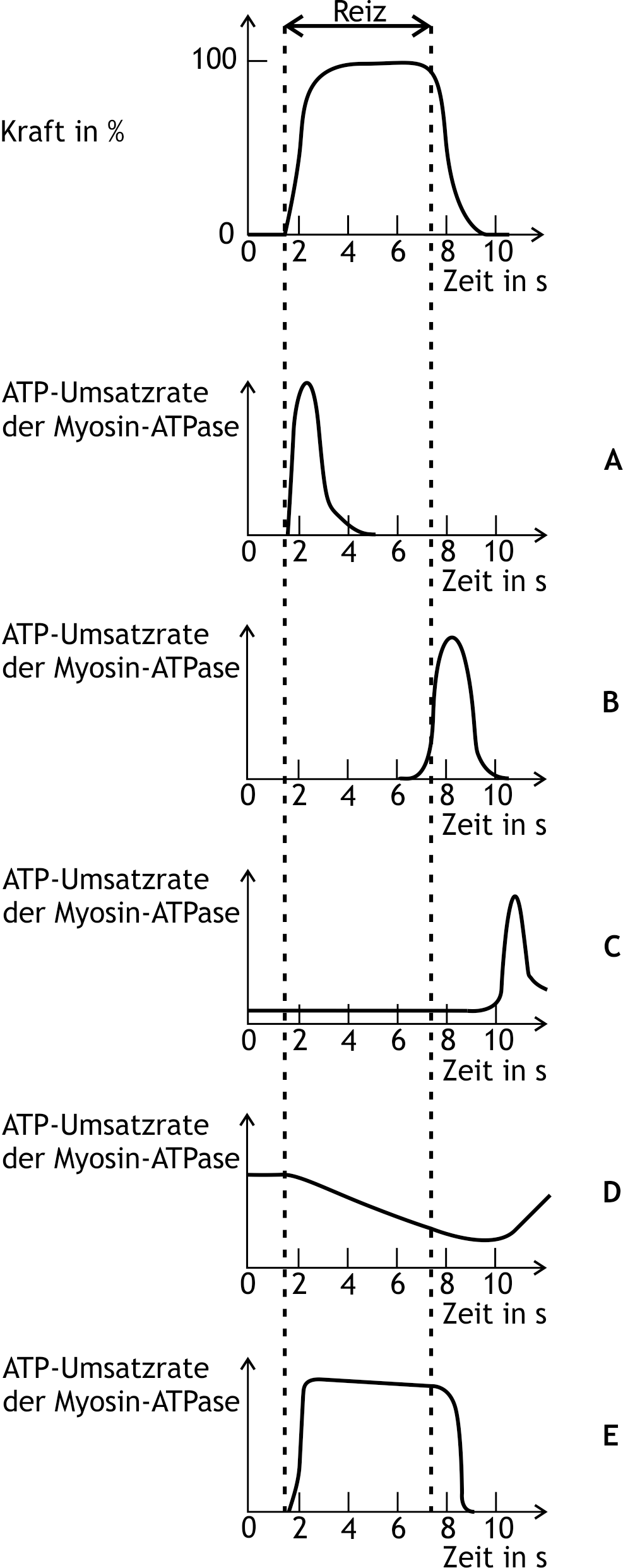 <p>1. The upper graph shows the force development of an isolated skeletal muscle during tetanic stimulation.</p><p>Which of the graphs A to E below best represents the temporal change in the turnover rate of myosin ATPase (linearly scaled representation)?</p><p>A. (A)</p><p>B. (B)</p><p>C. (C)</p><p>D. (D)</p><p>E. (E)</p>