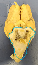 Name the structure (White Flap)