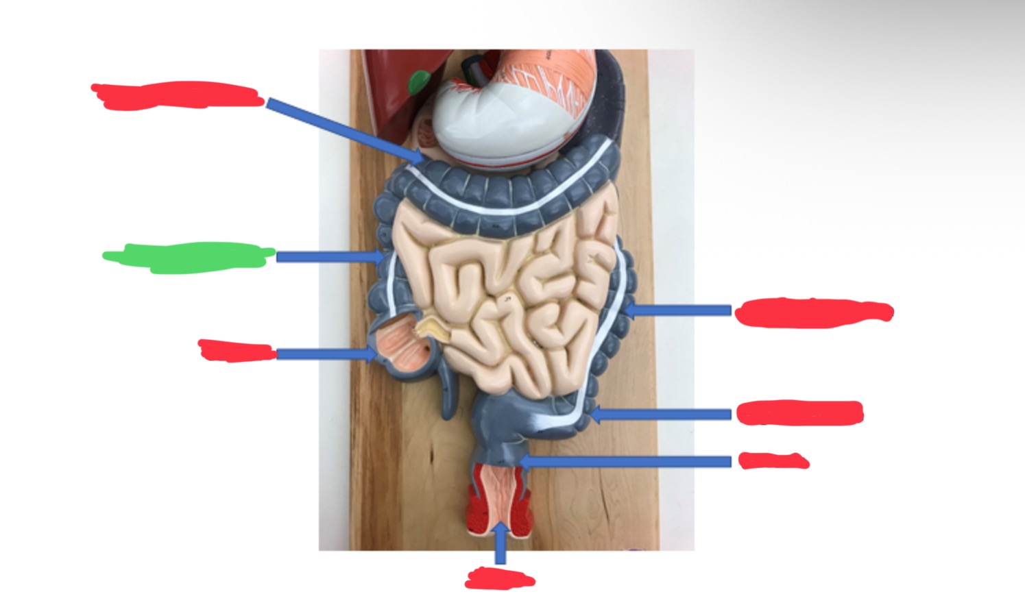 knowt flashcard image