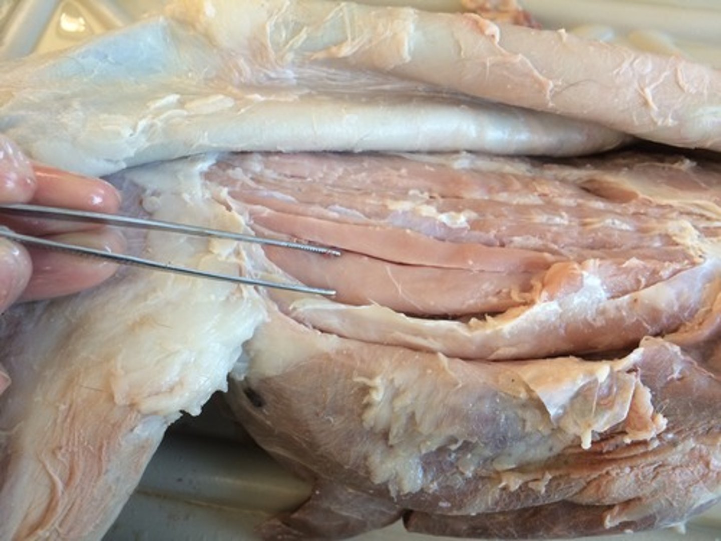 <p>Origin: sacral and caudal vertebrae</p><p>Insertion: thoraco-cervical vertebrae</p><p>Action: extends vertebral column</p>