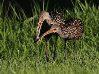<p>Limpkin</p>