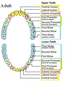 <p>Incisors (cutting), canines (cutting), and molars (chewing).</p>