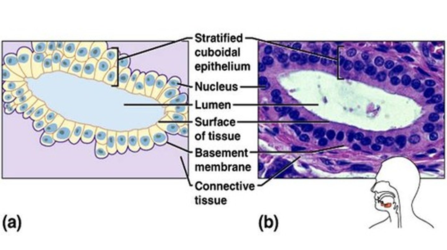 <p>Largest ducts of sweat glands, mammary glands, and salivary glands</p>