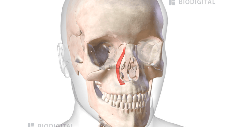 <p>Used in facial expressions, located above the upper lip; functions to elevate the upper lip.</p>
