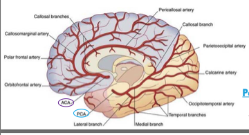 <p>supplies upper part of medial surface of frontal and parietal lobes </p>
