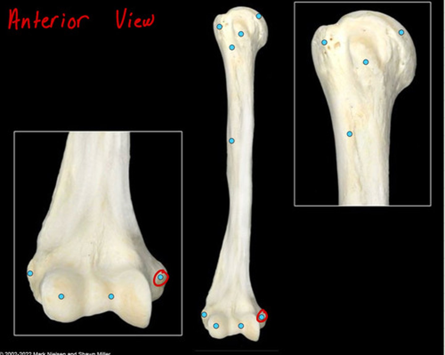 knowt flashcard image
