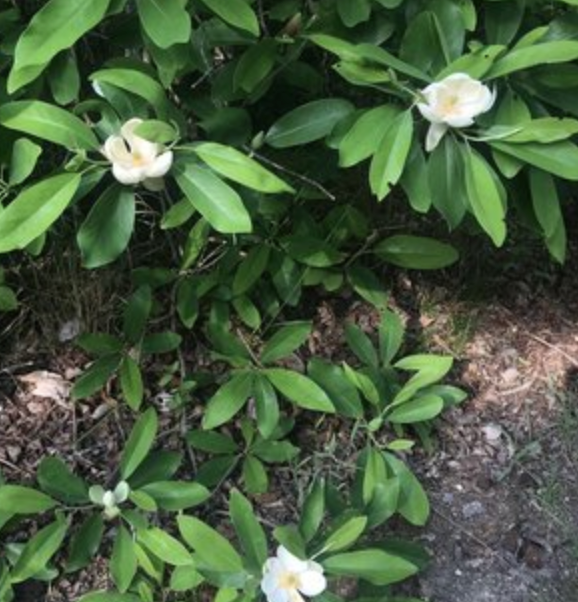 <p><em>Magnolia virginiana</em></p><p>Magnoliaceae</p>
