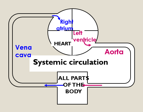 <ul><li><p>Takes oxygenated blood from the left ventricle to all the tissues of the body and returns deoxygenated blood to the right atrium.</p></li><li><p>Left ventricle - the pump for the systematic circulation.</p></li></ul><p></p>