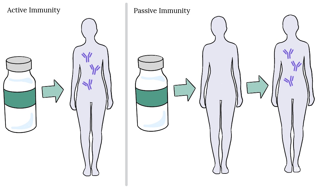 <p>What is immunity</p>
