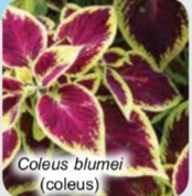 <p>Plantae</p>