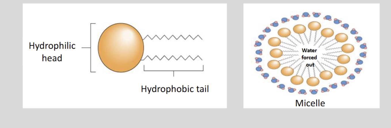 <ul><li><p>Create the wall of the Cell.</p></li></ul><p></p>