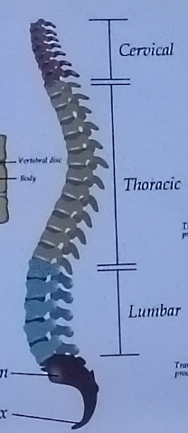 <p>Cervical, Thoracic, Lumbar</p>
