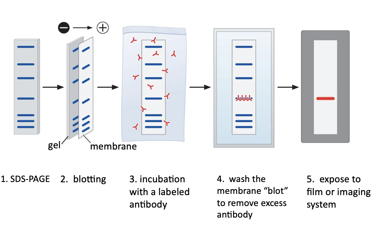 <p>a protein produced by the immune system to recognize and neutralize foreign substances, like bacteria and viruses, called antigens</p><ul><li><p>used to detect specific protein bands on a blot after electrophoresis</p></li></ul><p></p>