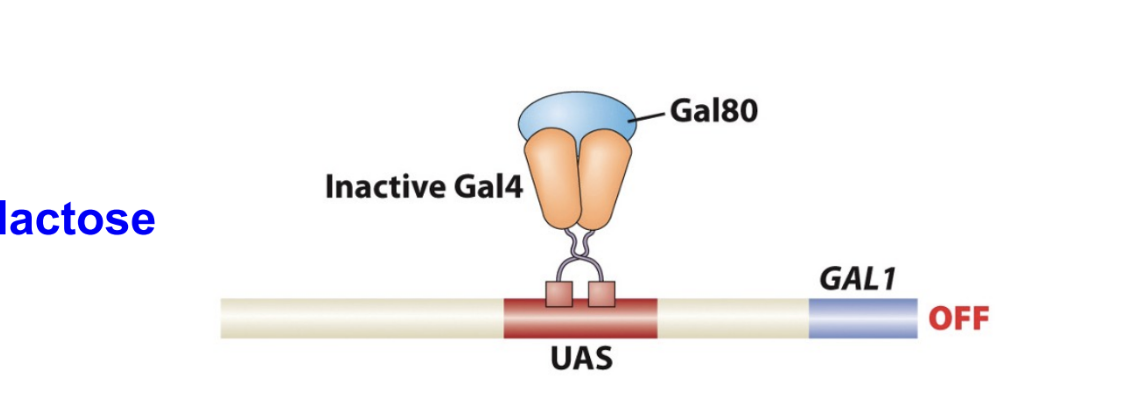 <p>If Gal80 protein is binded to Gal4 what happens</p>