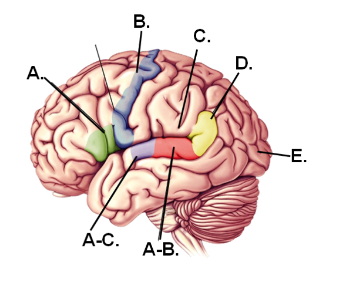 <p><span>Region of the angular gyrus</span></p>